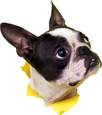 banner_dog